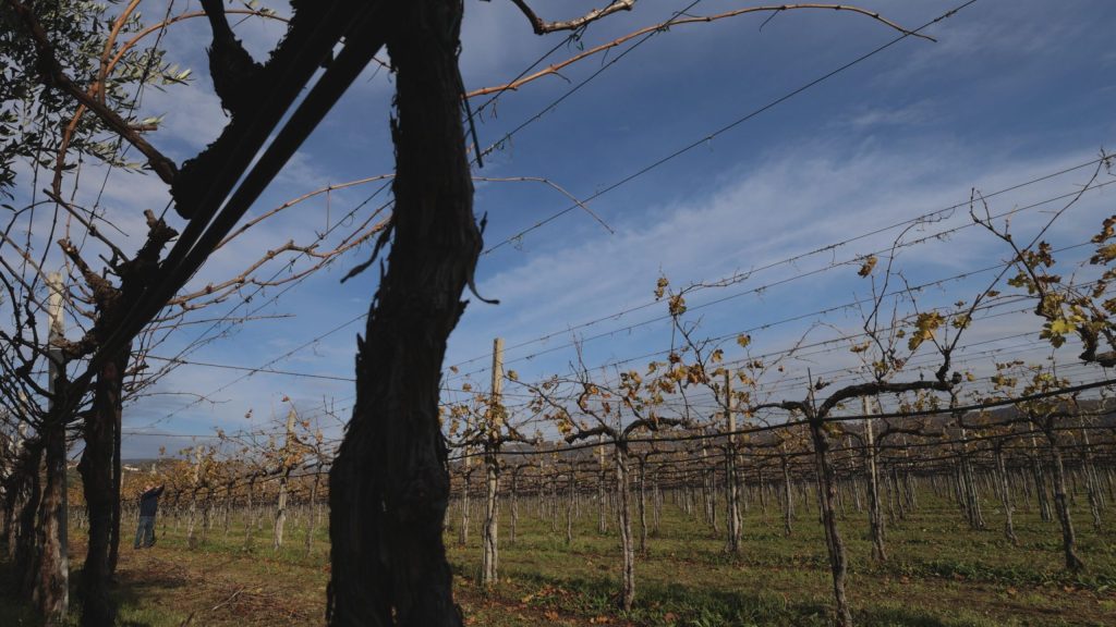 Farina - Valpolicella Classico Superiore Alessandro