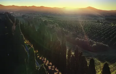 Terre dei Ghelfi – Wine, Olive Oil & Country Resort